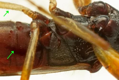 Réf. 344 489 : Pseudopamera aurivilliana